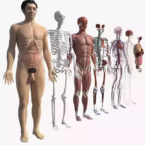 Human Body Model