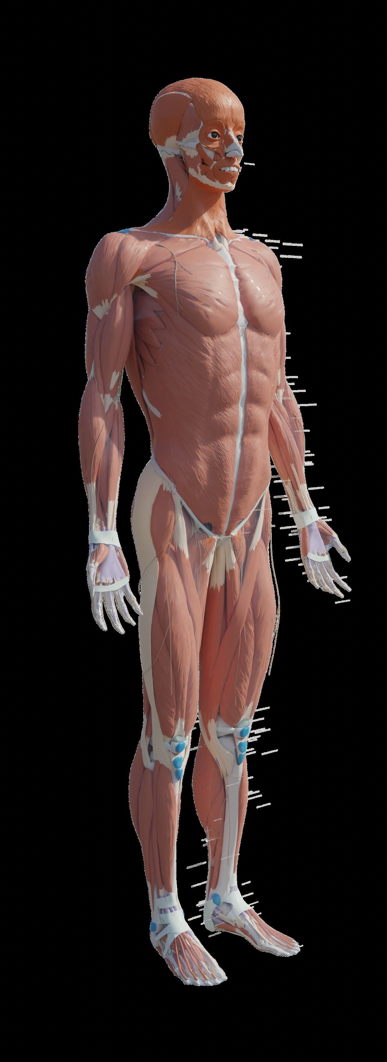 Human Body Model 3D model_45