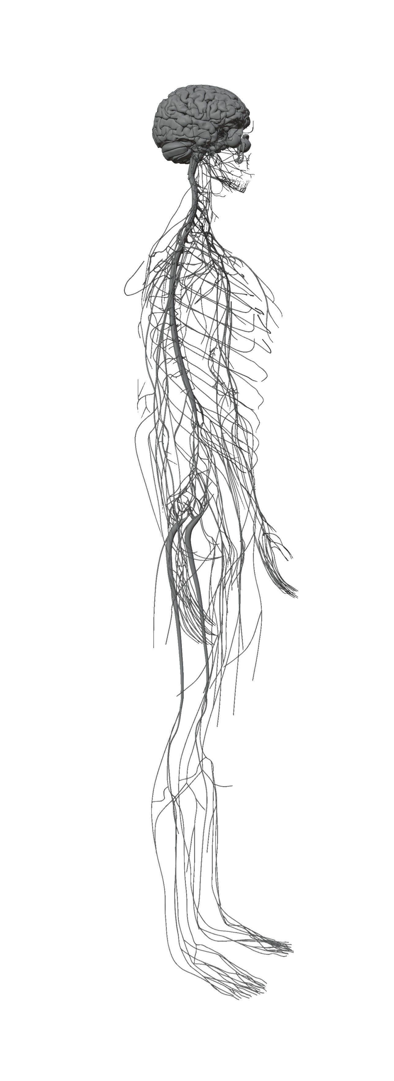 Human Body Model 3D model_41