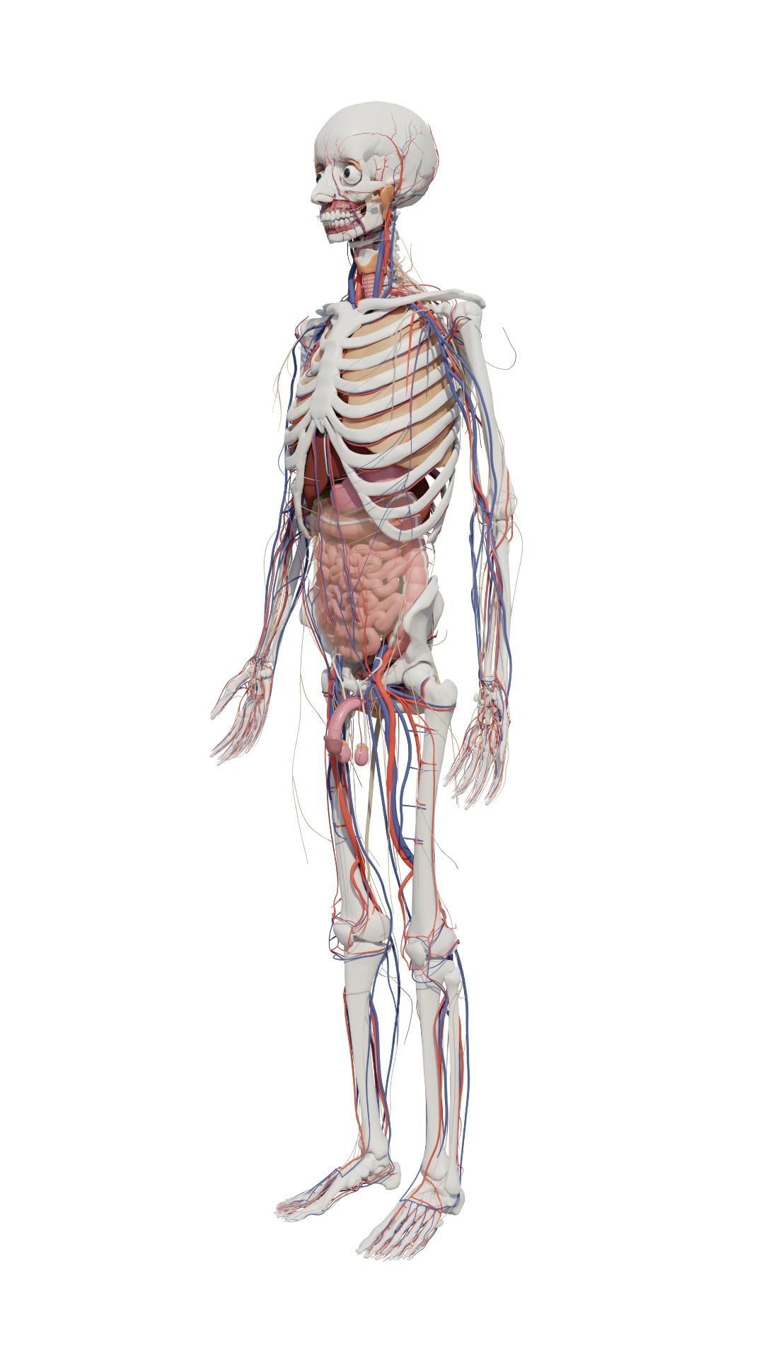 Human Body Model 3D model_28
