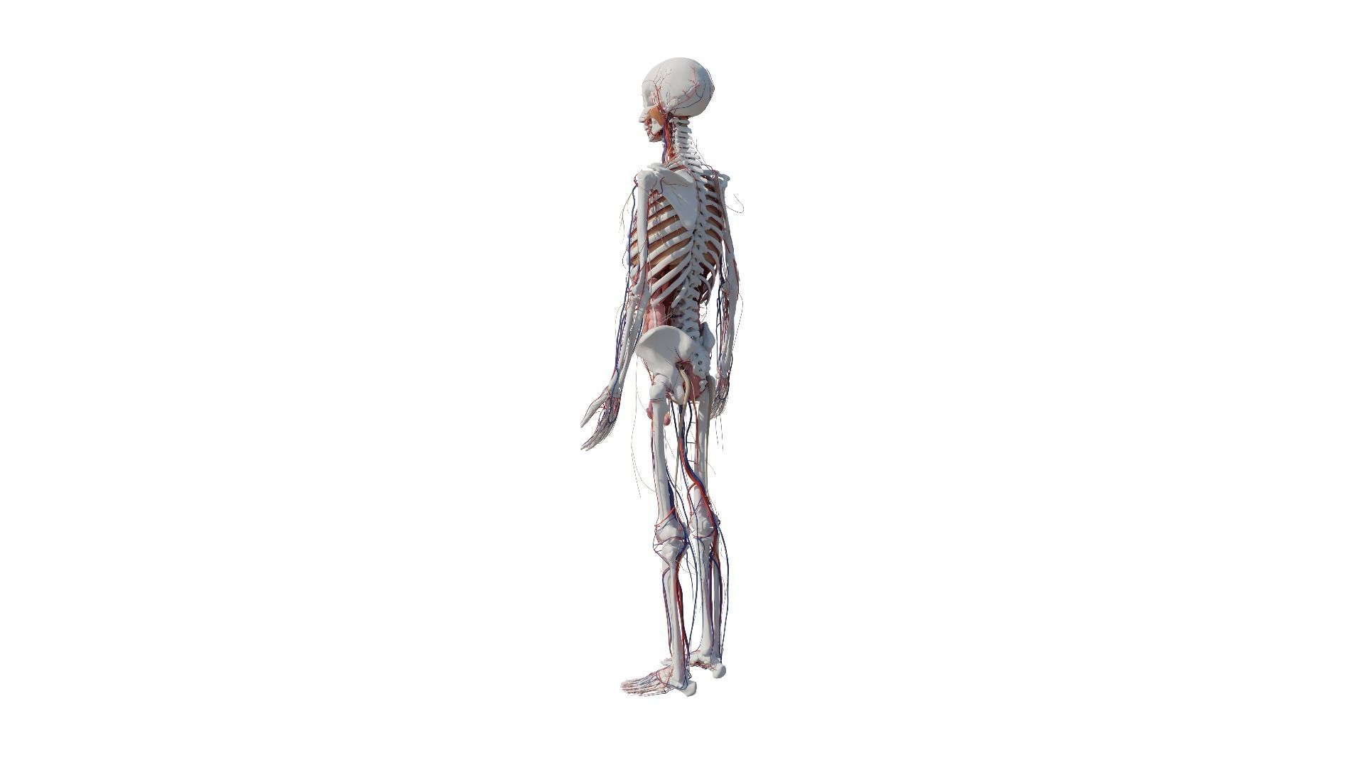 Human Body Model 3D model_34