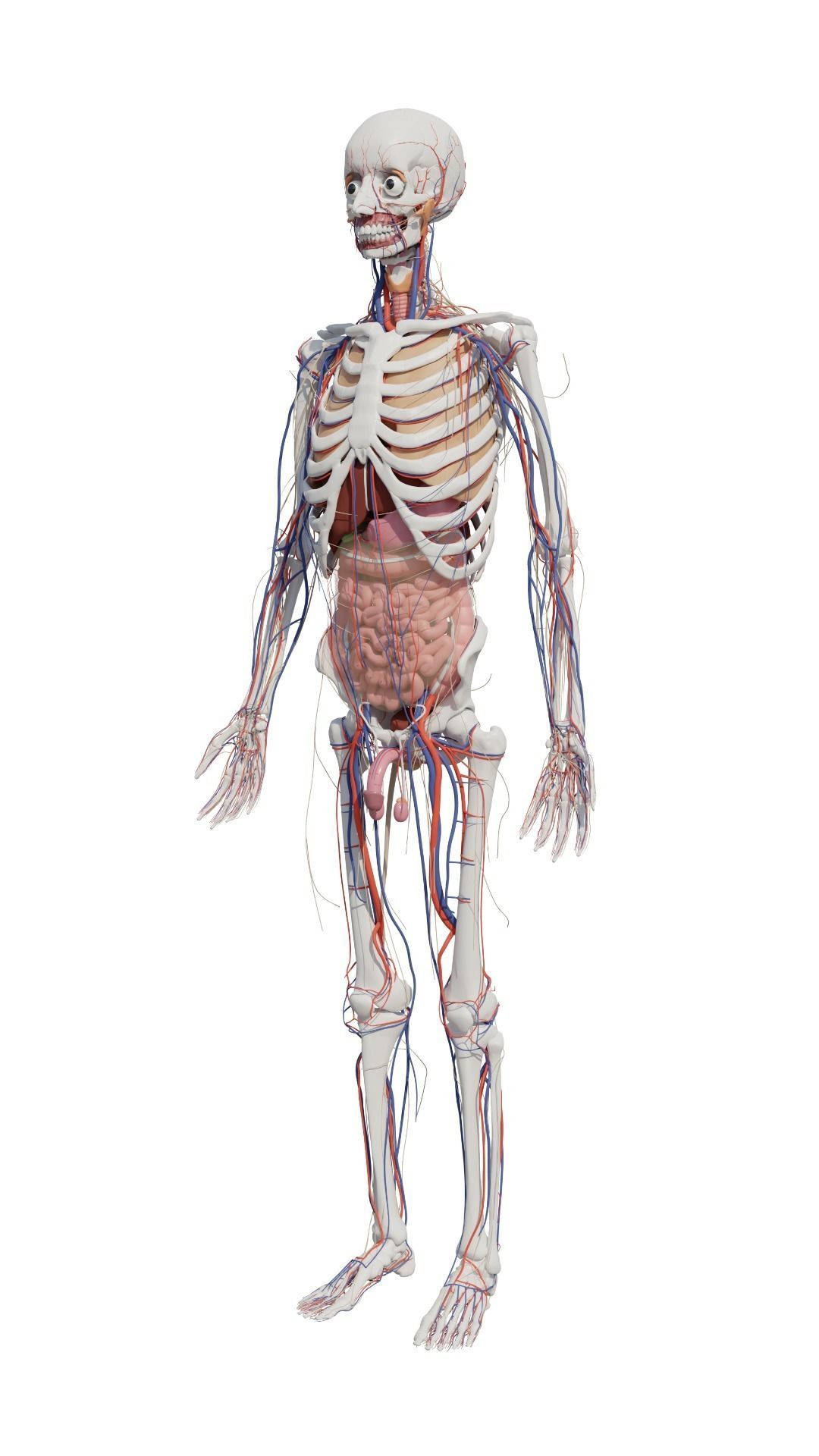 Human Body Model 3D model_32
