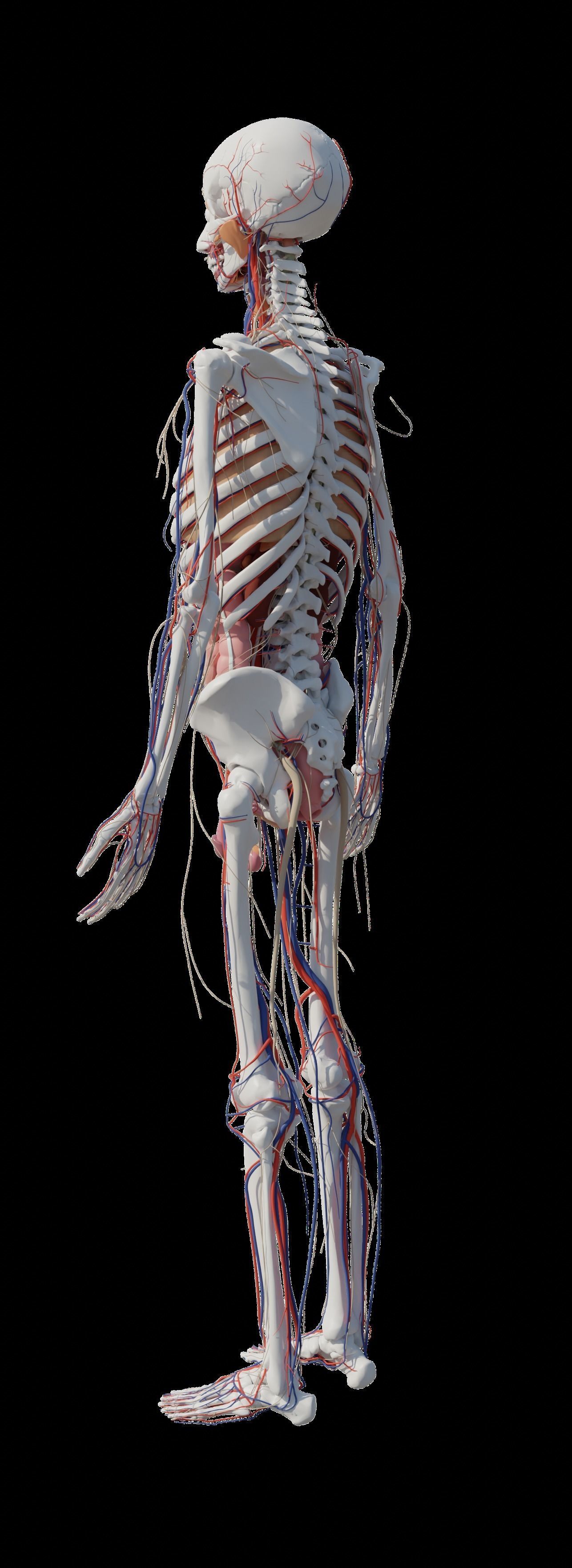Human Body Model 3D model_23