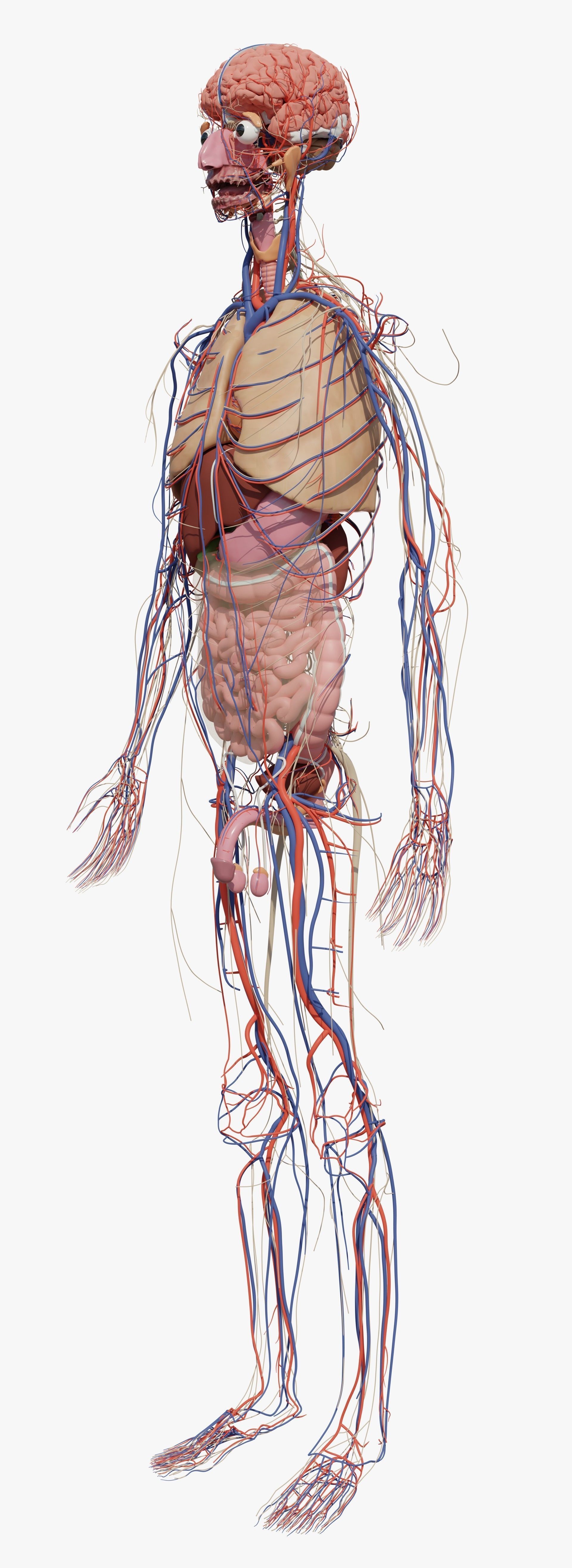 Human Body Model 3D model_3