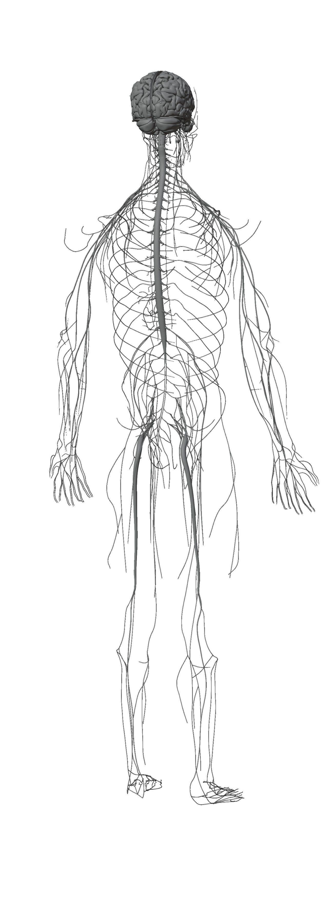 Human Body Model 3D model_44