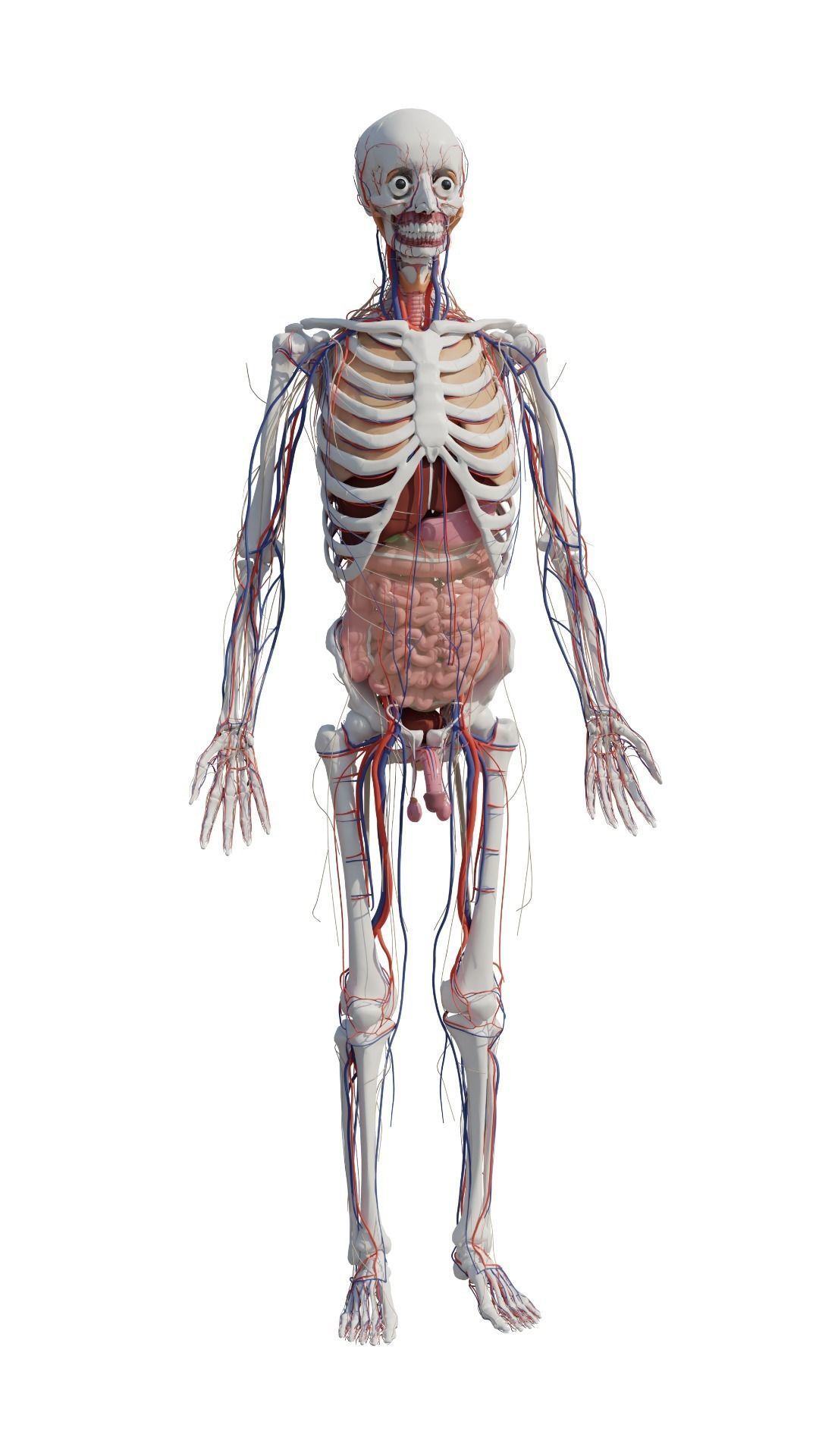 Human Body Model 3D model_35