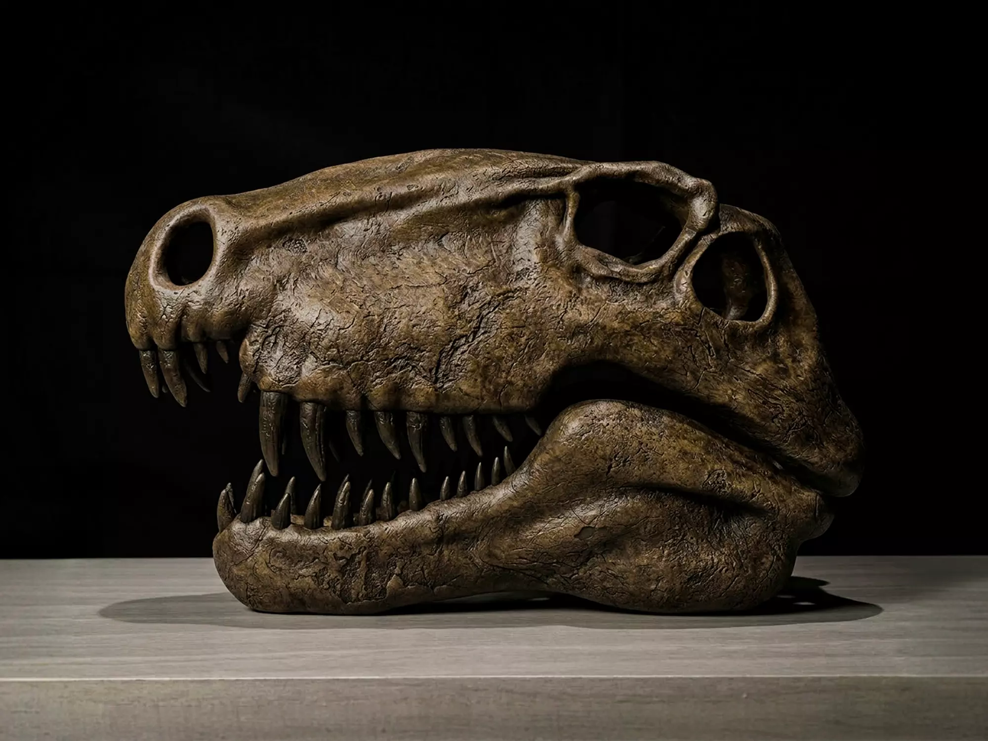 Dimetrodon Skull 3D print model