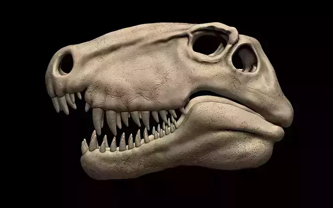 Dimetrodon Skull 3D print model
