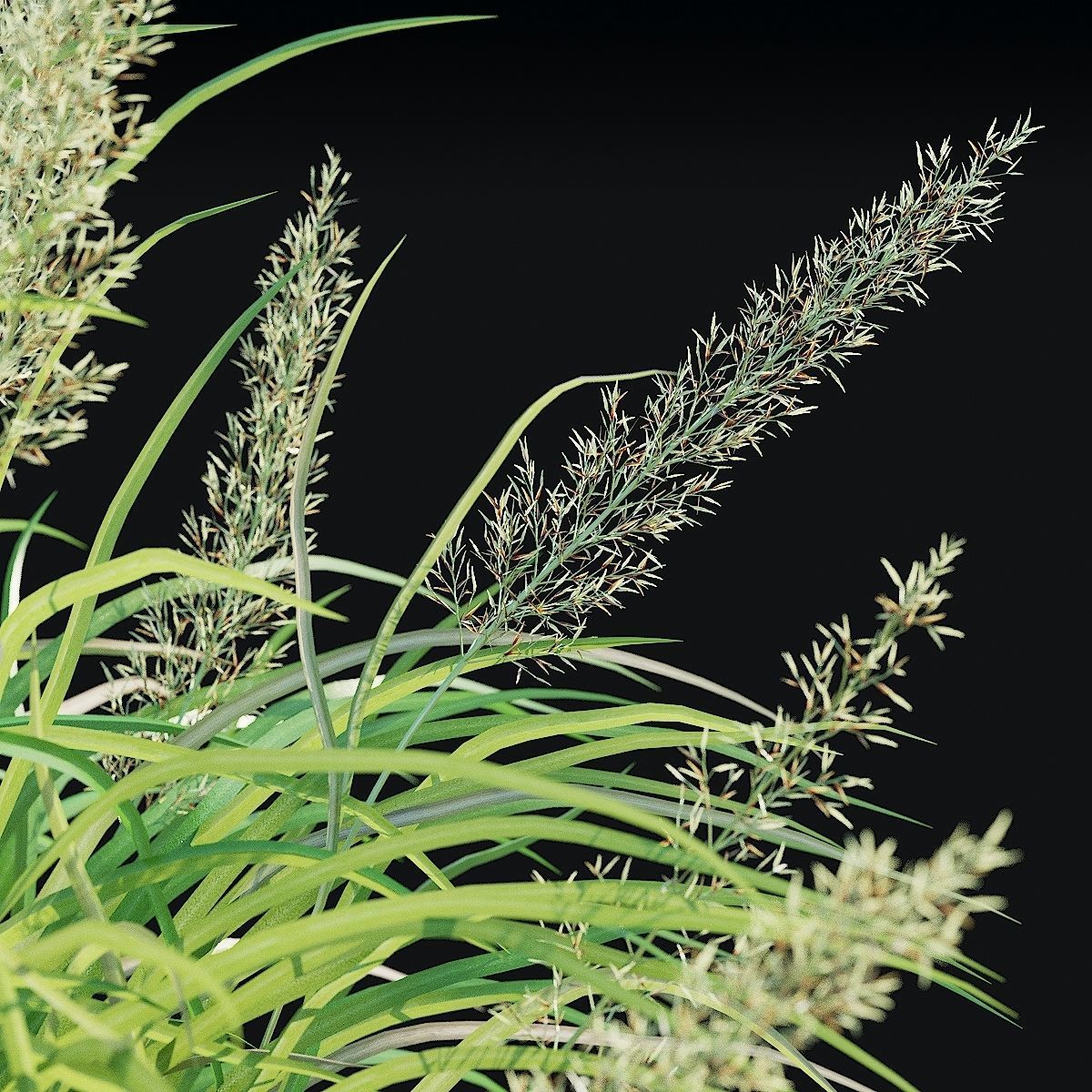 Calamagrostis brachytricha Feather reed grass 3D model_10