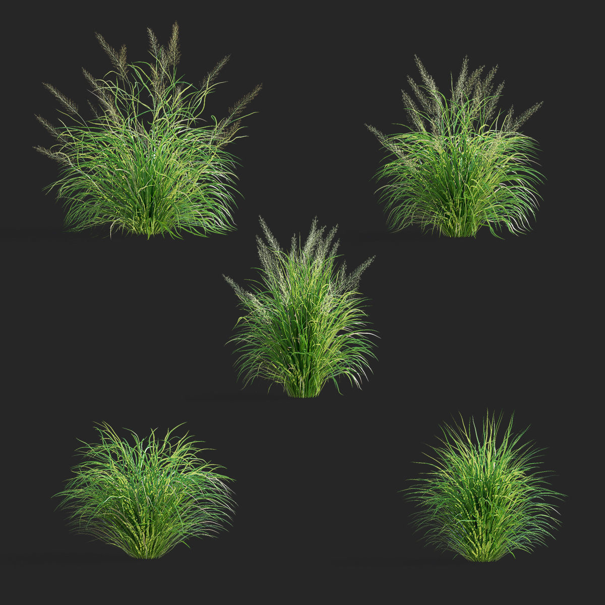 Calamagrostis brachytricha Feather reed grass 3D model_1