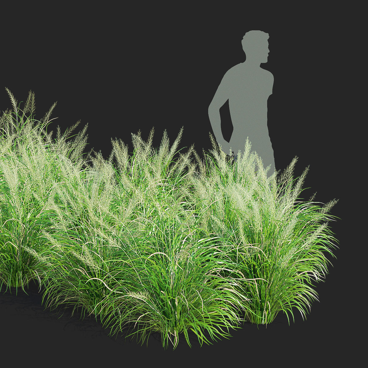 Calamagrostis brachytricha Feather reed grass 3D model_2