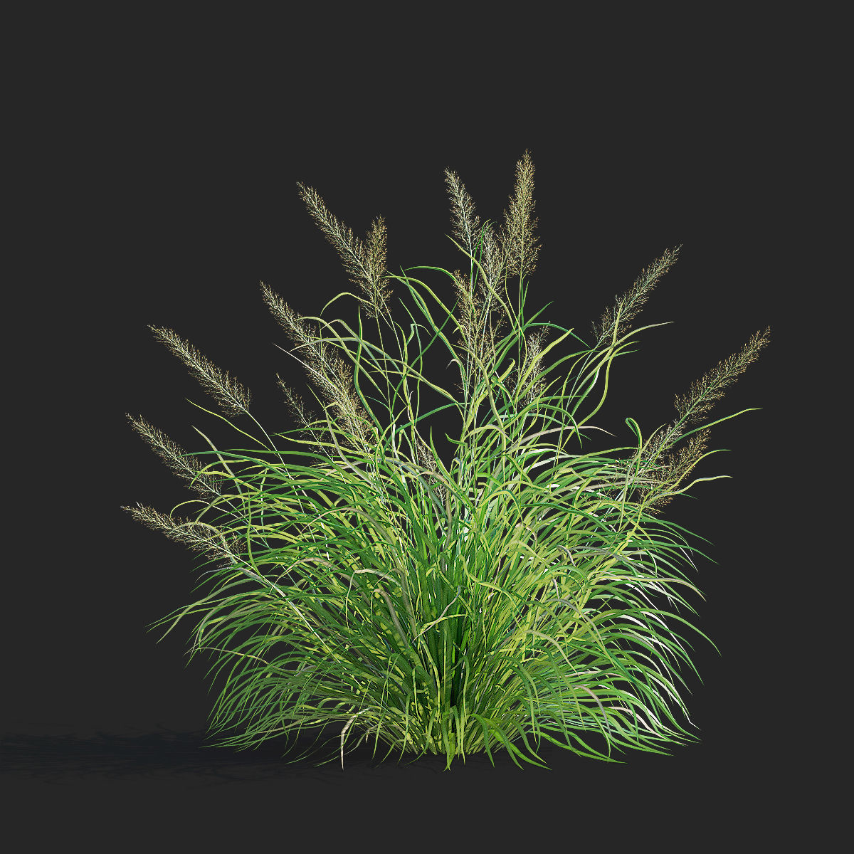 Calamagrostis brachytricha Feather reed grass 3D model_4
