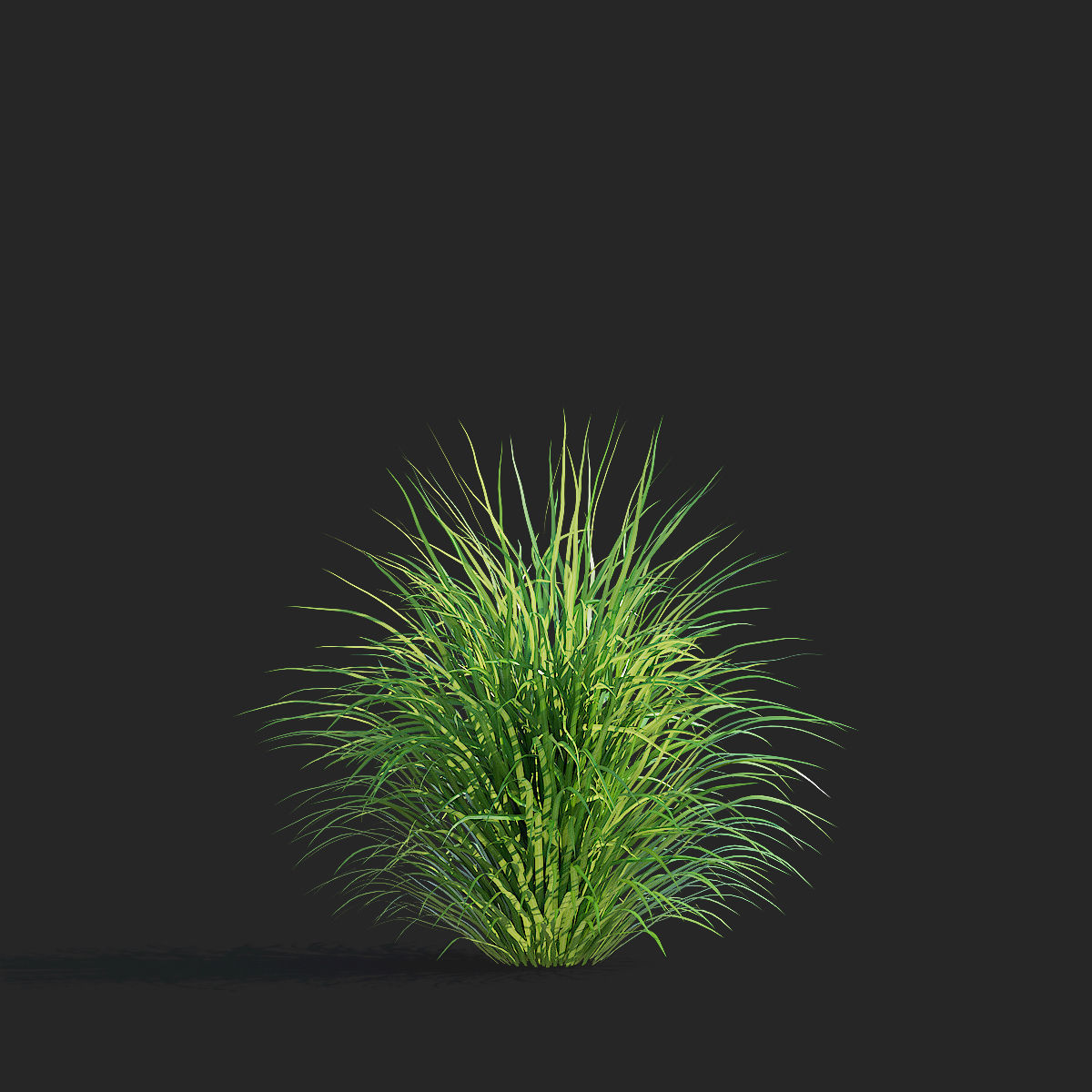 Calamagrostis brachytricha Feather reed grass 3D model_8