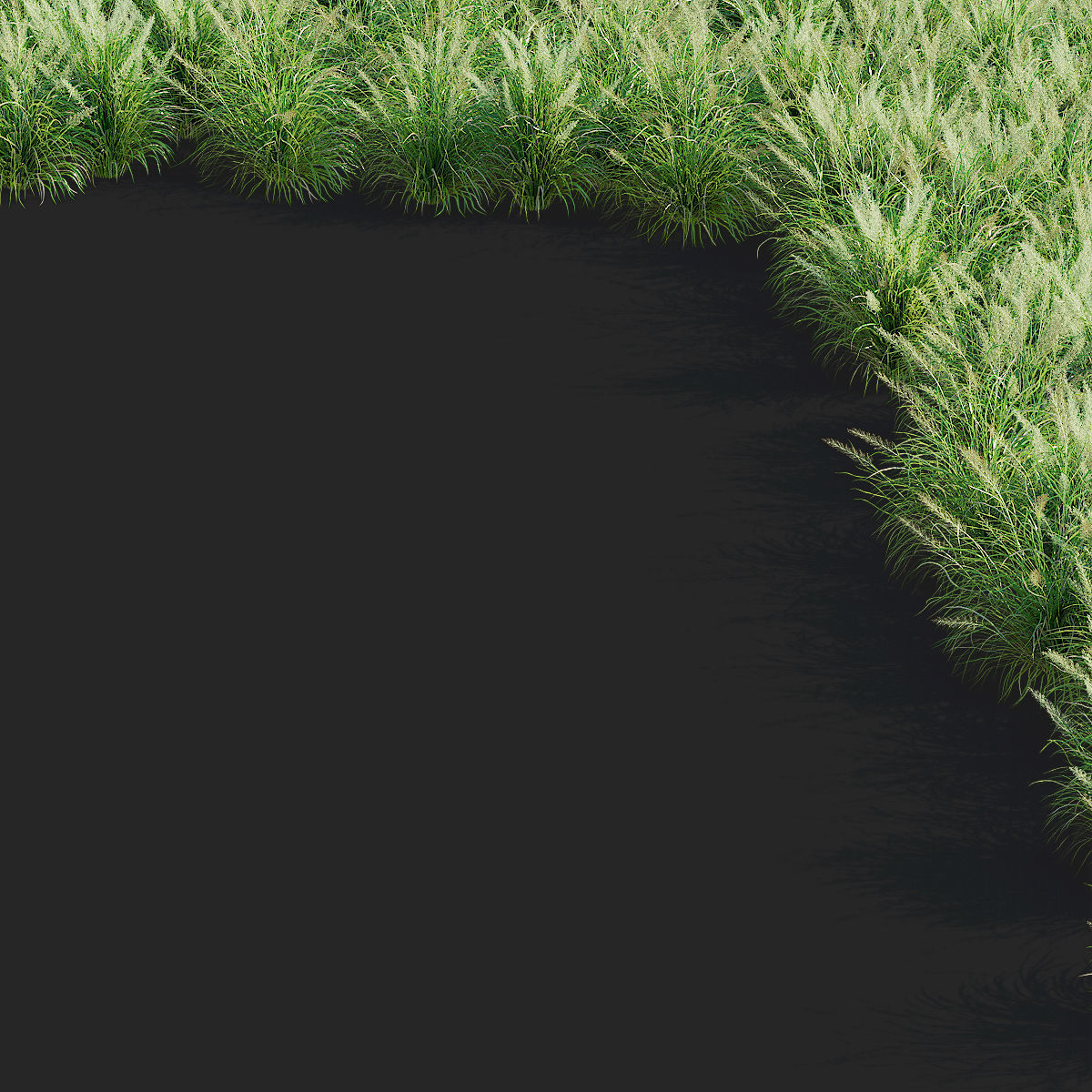 Calamagrostis brachytricha Feather reed grass 3D model_11