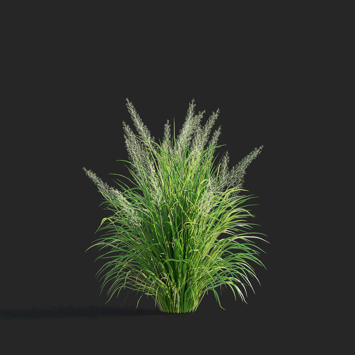 Calamagrostis brachytricha Feather reed grass 3D model_6