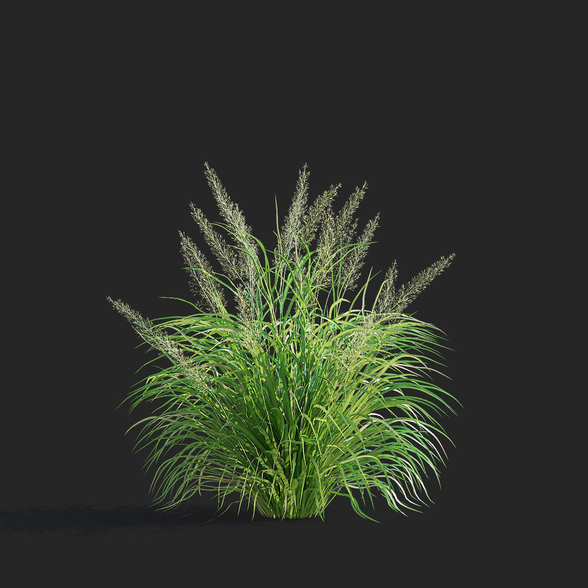 Calamagrostis brachytricha Feather reed grass 3D model_5