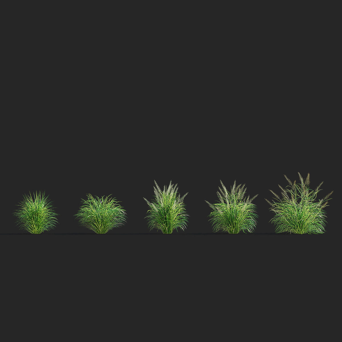 Calamagrostis brachytricha Feather reed grass 3D model_3