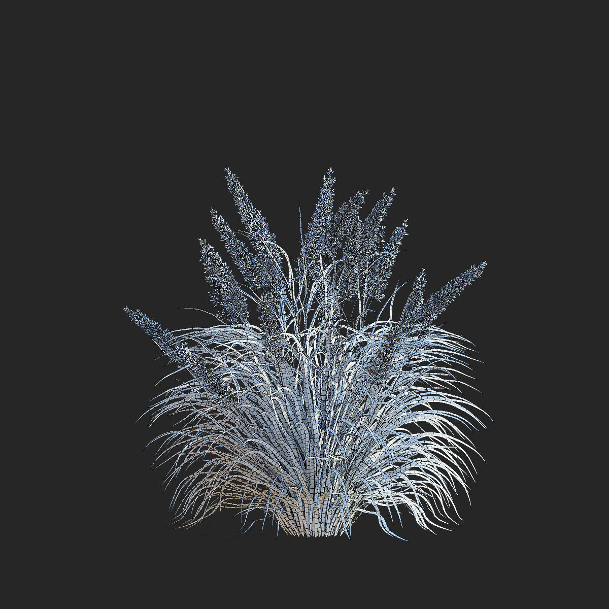 Calamagrostis brachytricha Feather reed grass 3D model_9