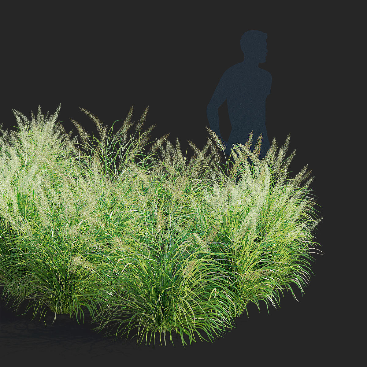 Calamagrostis brachytricha Feather reed grass 3D model_13
