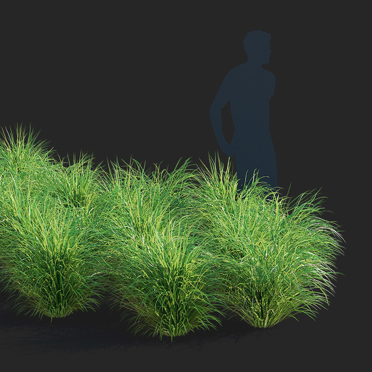Calamagrostis brachytricha Feather reed grass 3D model_12