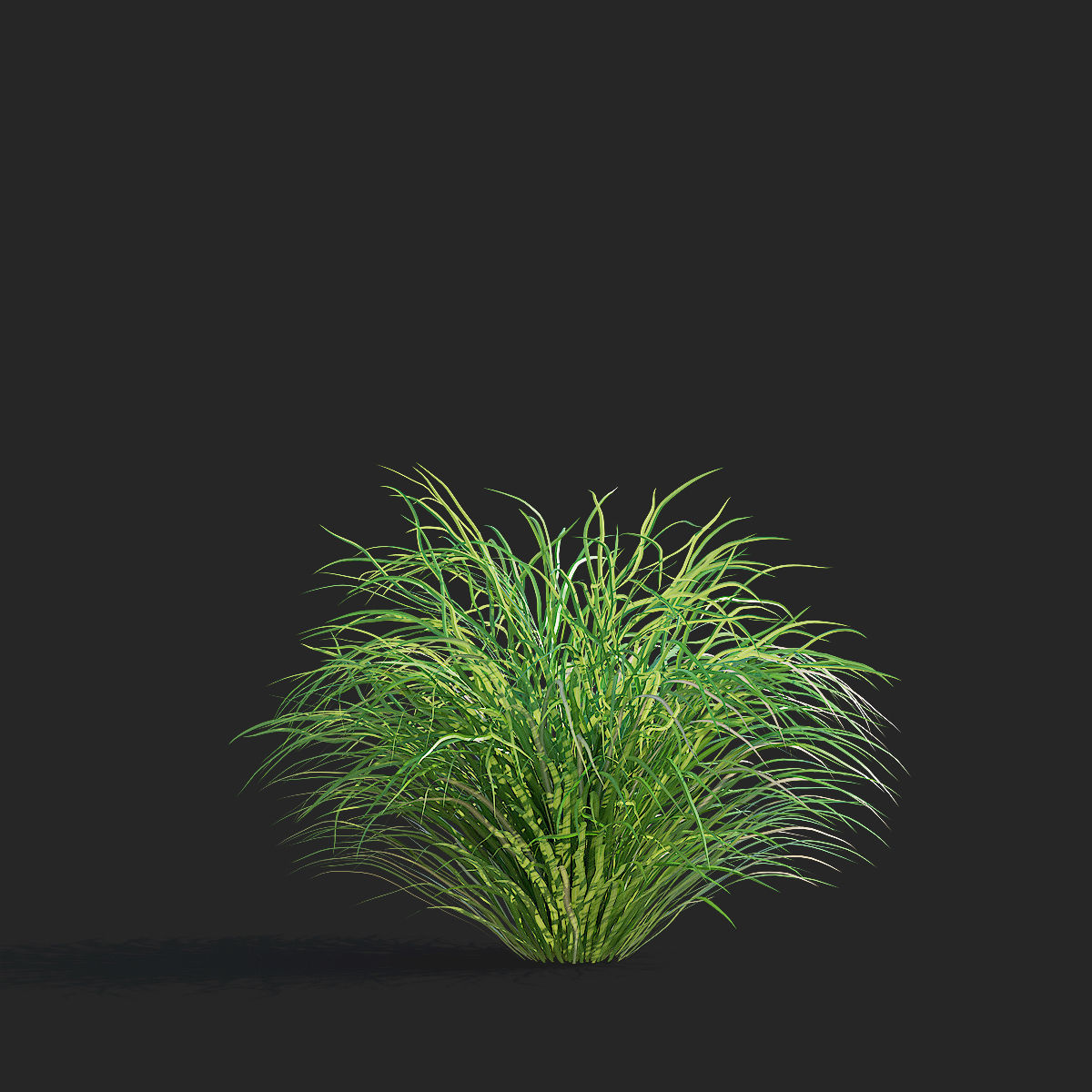 Calamagrostis brachytricha Feather reed grass 3D model_7