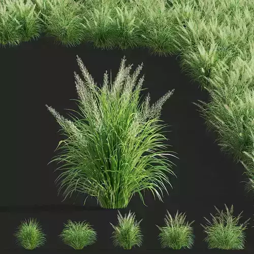 Calamagrostis brachytricha  Feather reed grass