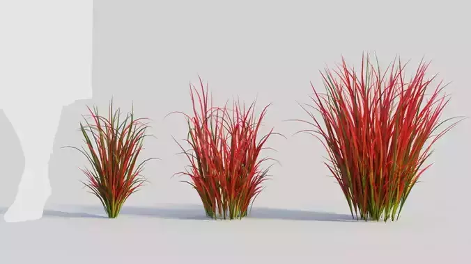 Imperata cylindrica Rubra a