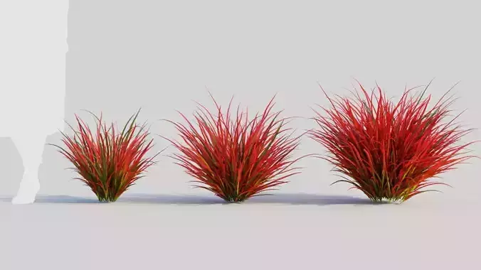 Imperata cylindrica Rubra b