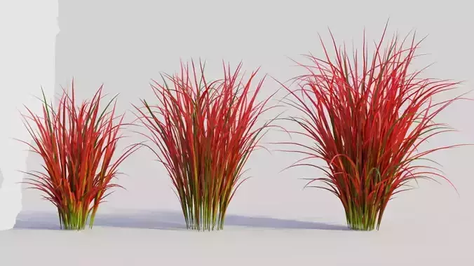 Imperata cylindrica Rubra c