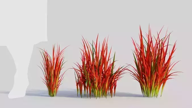 Imperata cylindrica Rubra d