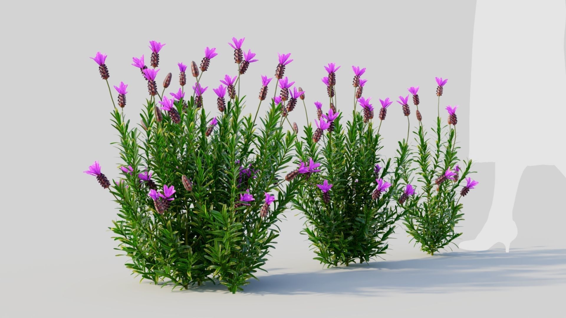 Lavandula stoechas a 3D model_5