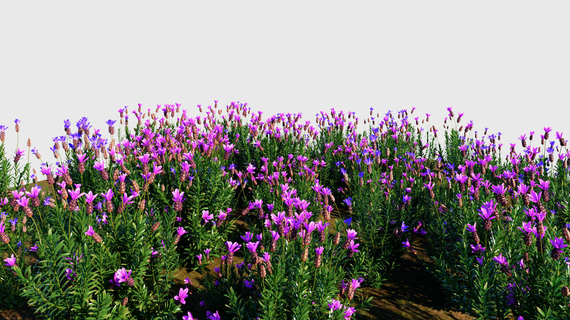 Lavandula stoechas a 3D model_1
