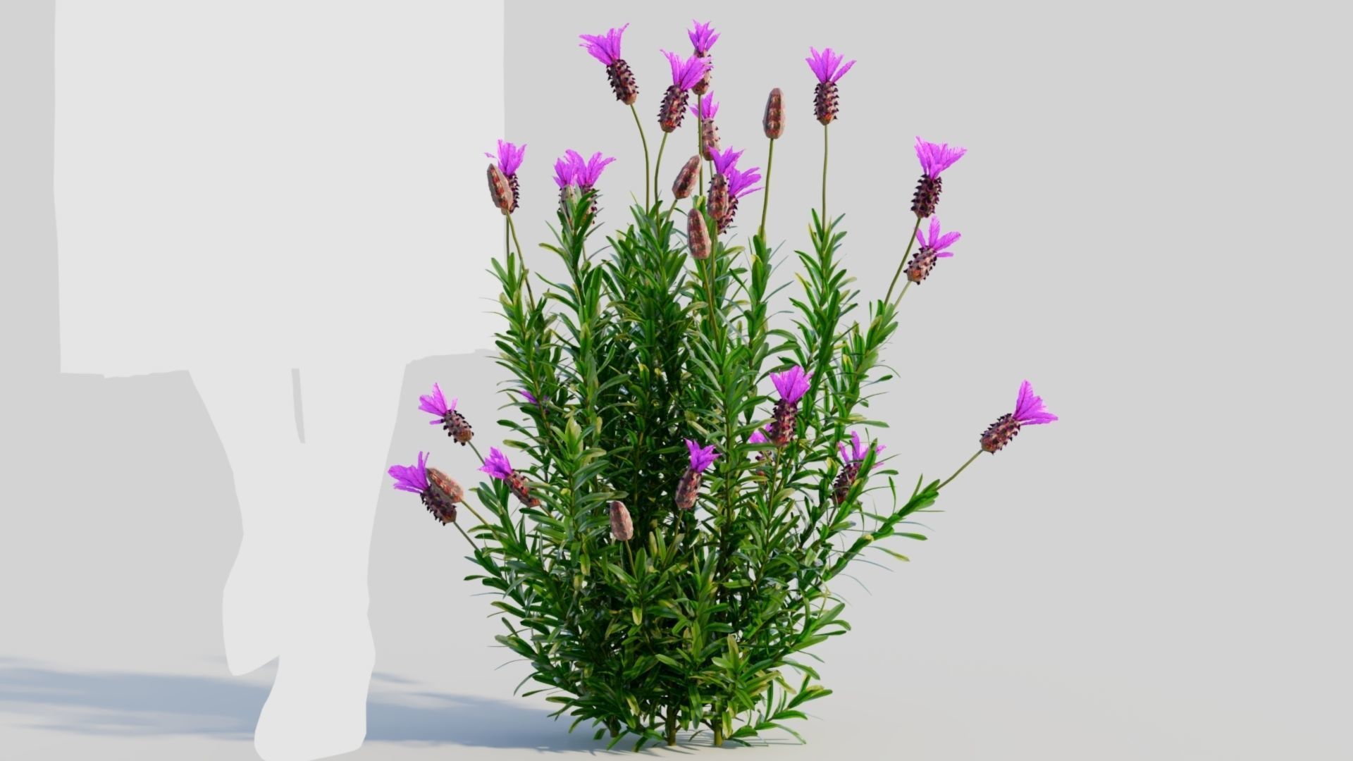 Lavandula stoechas a 3D model_7