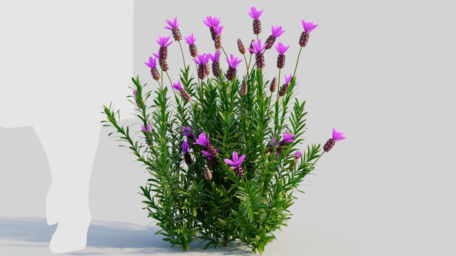 Lavandula stoechas a 3D model_8