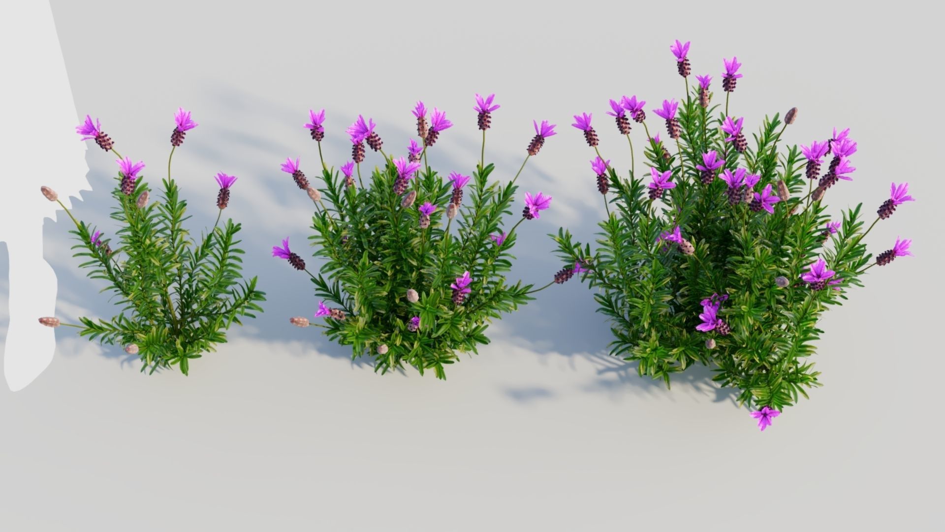 Lavandula stoechas a 3D model_3