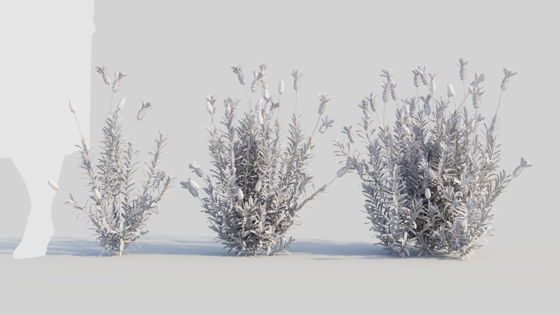 Lavandula stoechas a 3D model_9