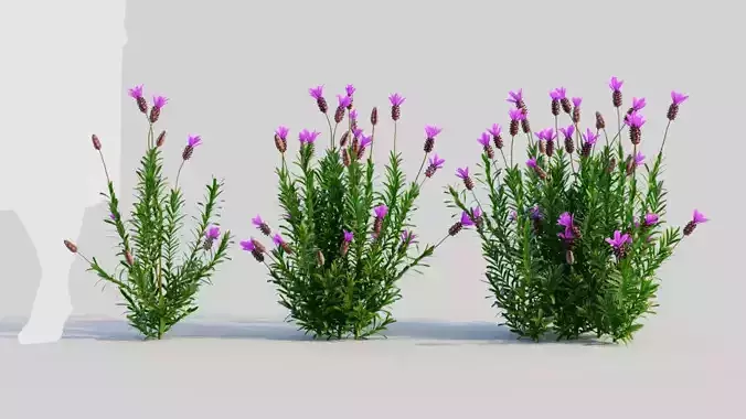 Lavandula stoechas a