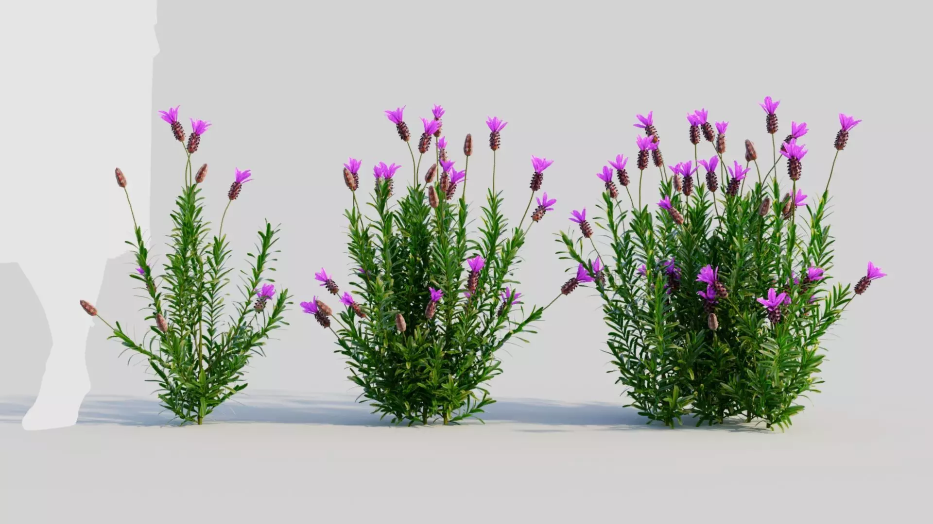 Lavandula stoechas a 3D model_0