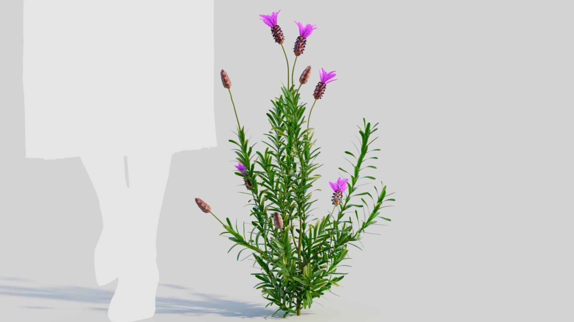 Lavandula stoechas a 3D model_6