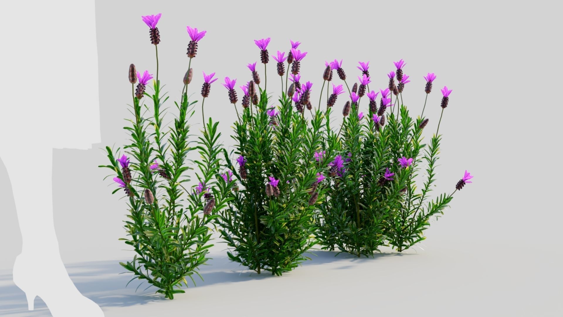 Lavandula stoechas a 3D model_4