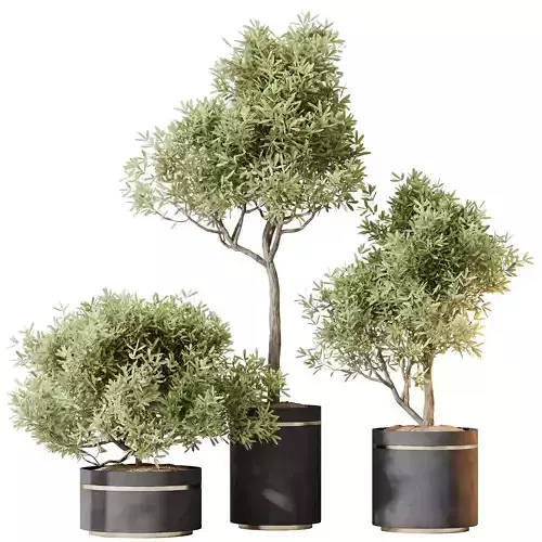  Kalamata Leccino Arbequina Wilsonii Chemlali Olive Set 39 3D model