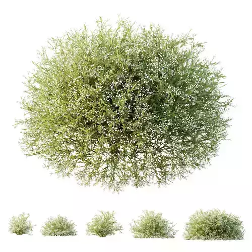 HQ Plants Gypsophila Paniculata Snowflake Breath 3D model