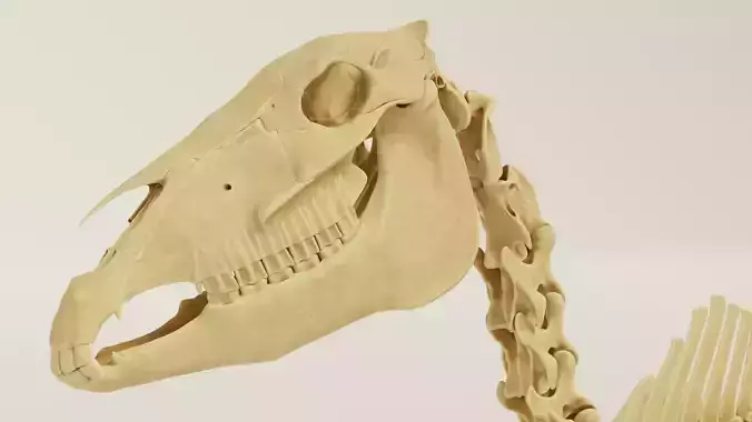 Horse Skeleton Accurate Anatomy 3D model