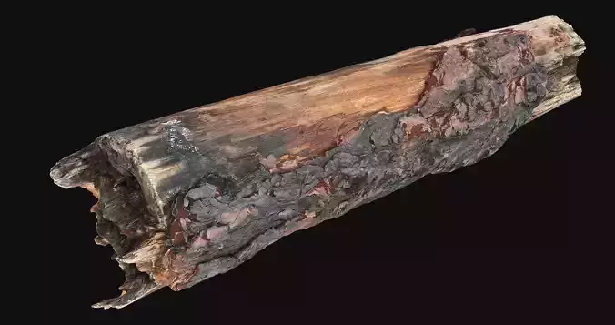 Real World Tree trunk wood 3d scan in highpoly