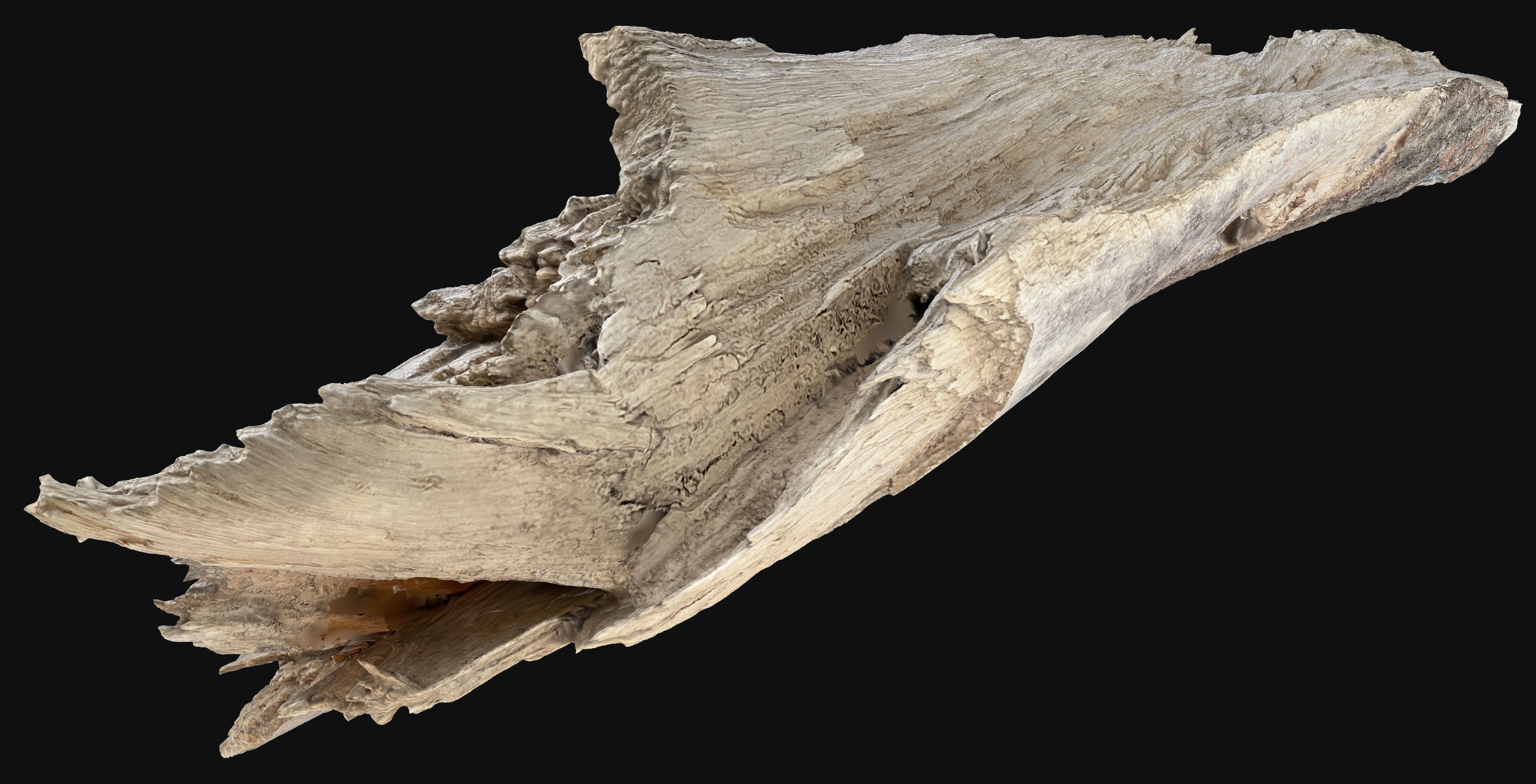 Peeling tree trunk wood in the real world 3d scan 3D model_5