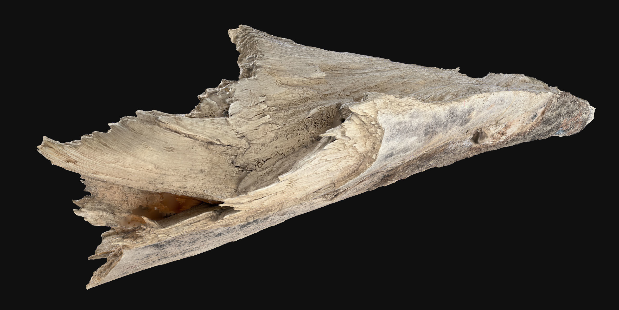 Peeling tree trunk wood in the real world 3d scan 3D model_9