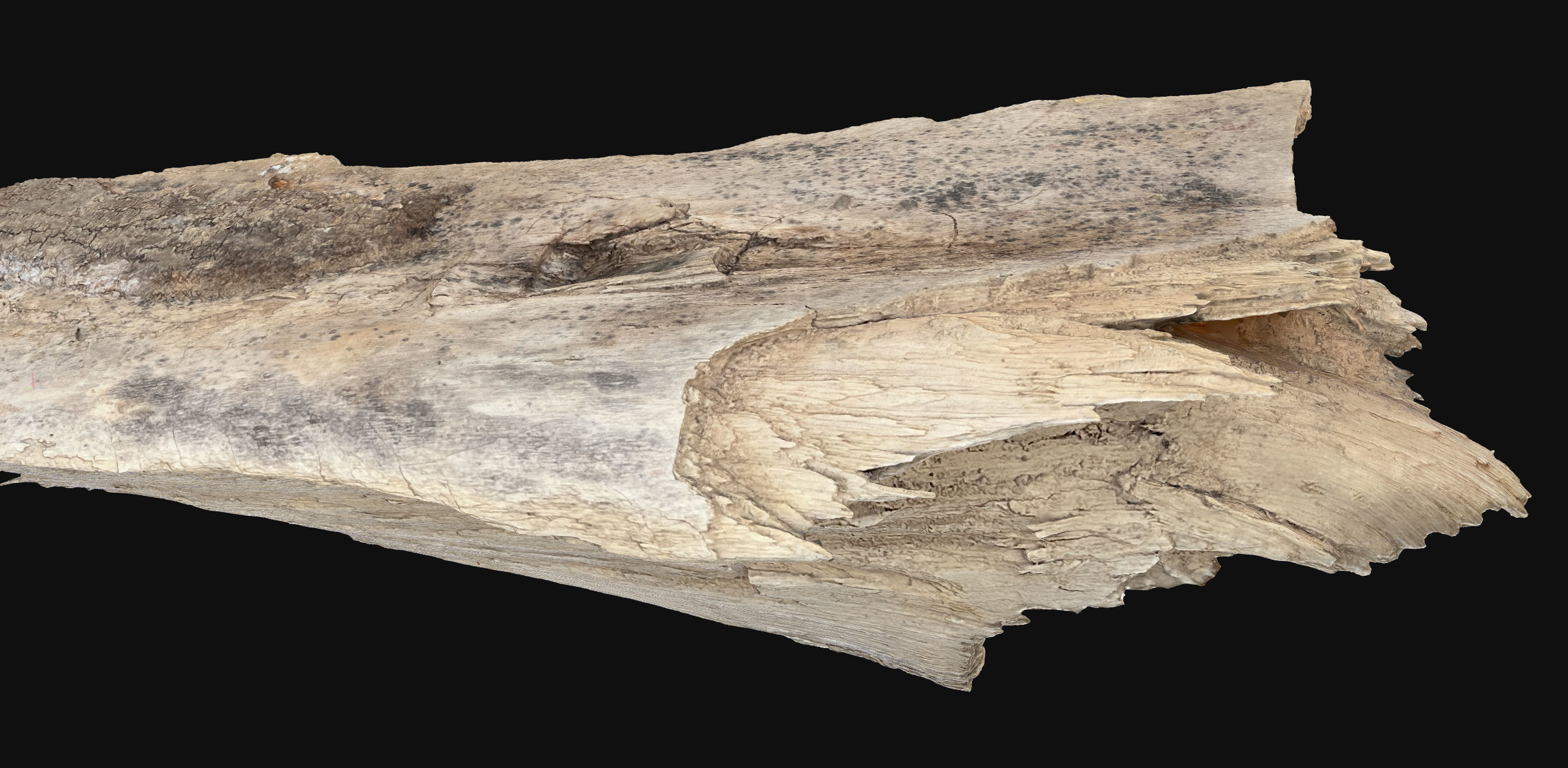 Peeling tree trunk wood in the real world 3d scan 3D model_20