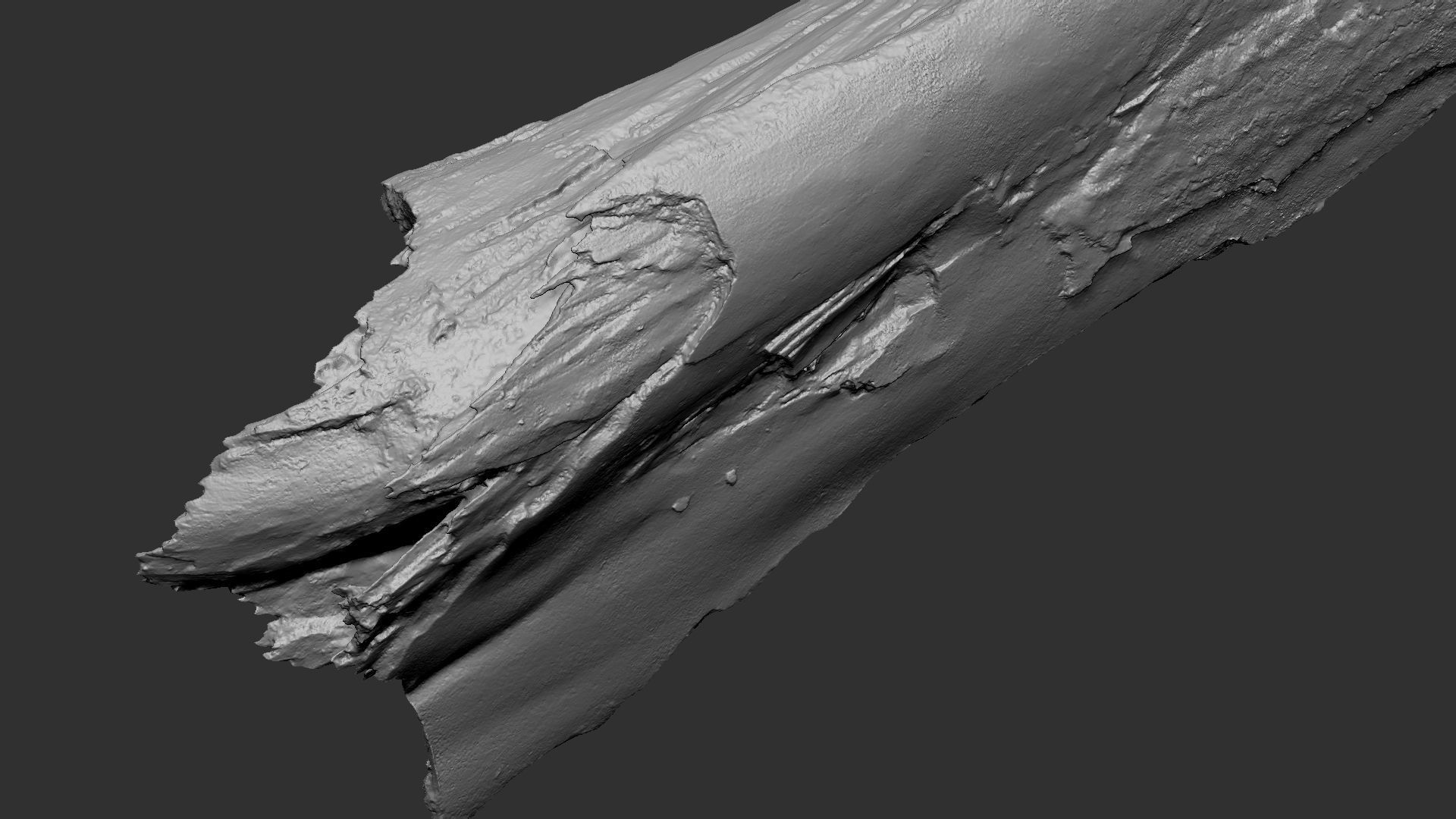 Peeling tree trunk wood in the real world 3d scan 3D model_31