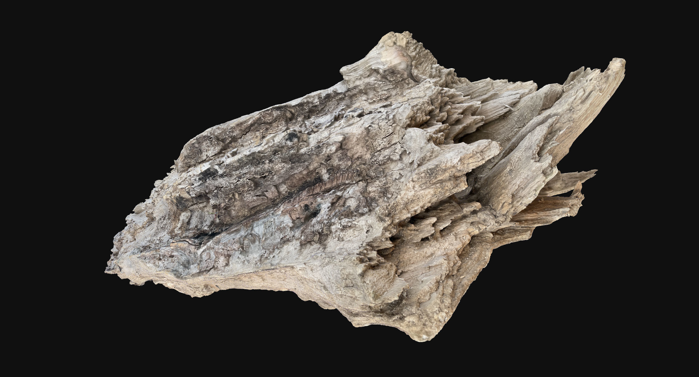 Peeling tree trunk wood in the real world 3d scan 3D model_19