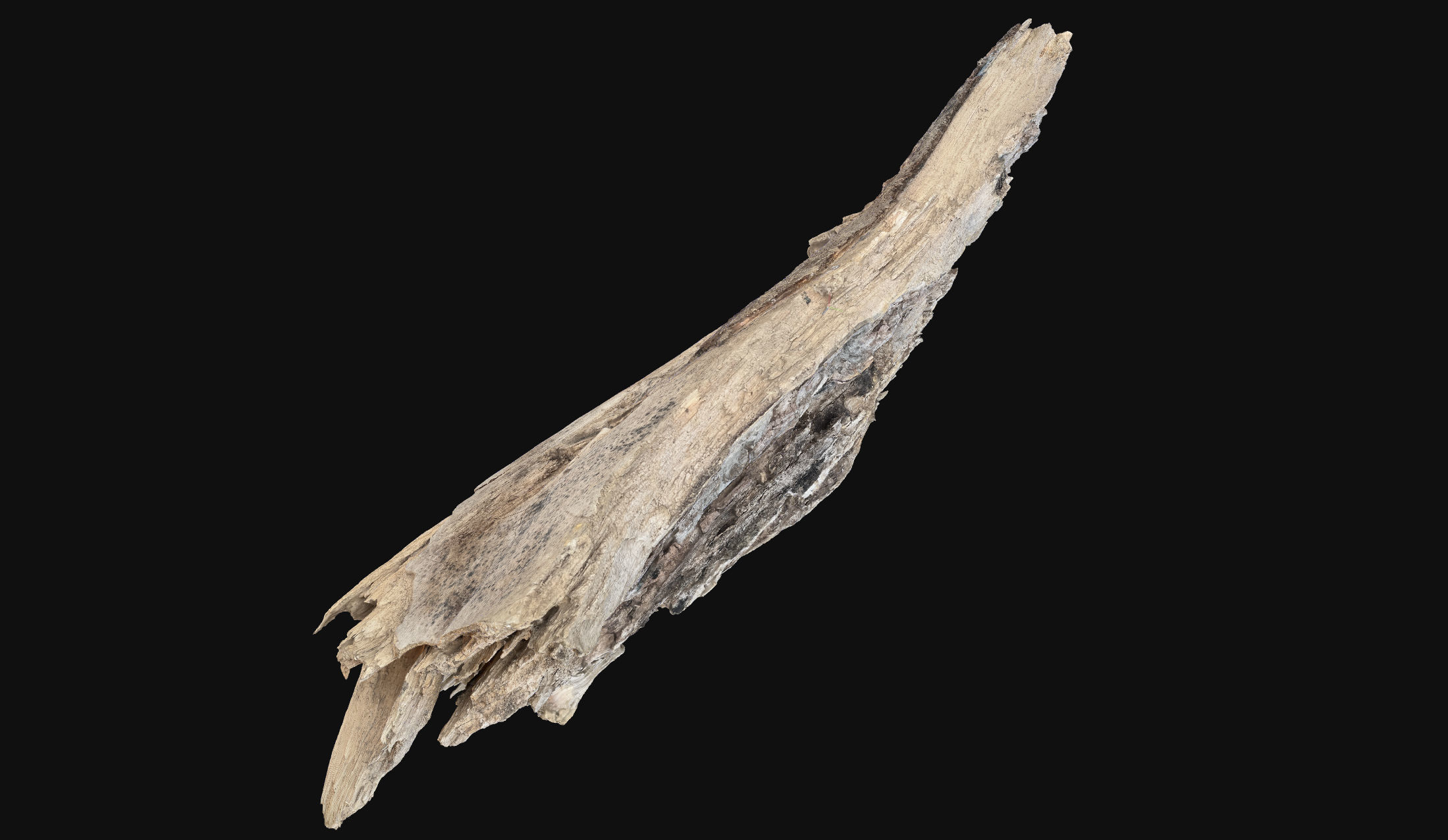 Peeling tree trunk wood in the real world 3d scan 3D model_7